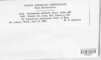 Nyssopsora echinata image
